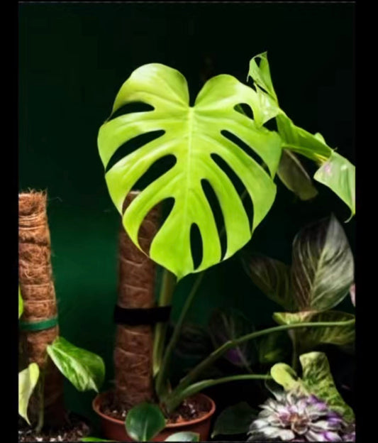 How to Care for a Monstera: A Beginner's Guide to Light, Water, Soil & Moss Poles