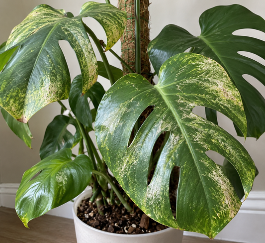 Do I Have Thrips? How to Spot, Check & Treat Thrips on Houseplants