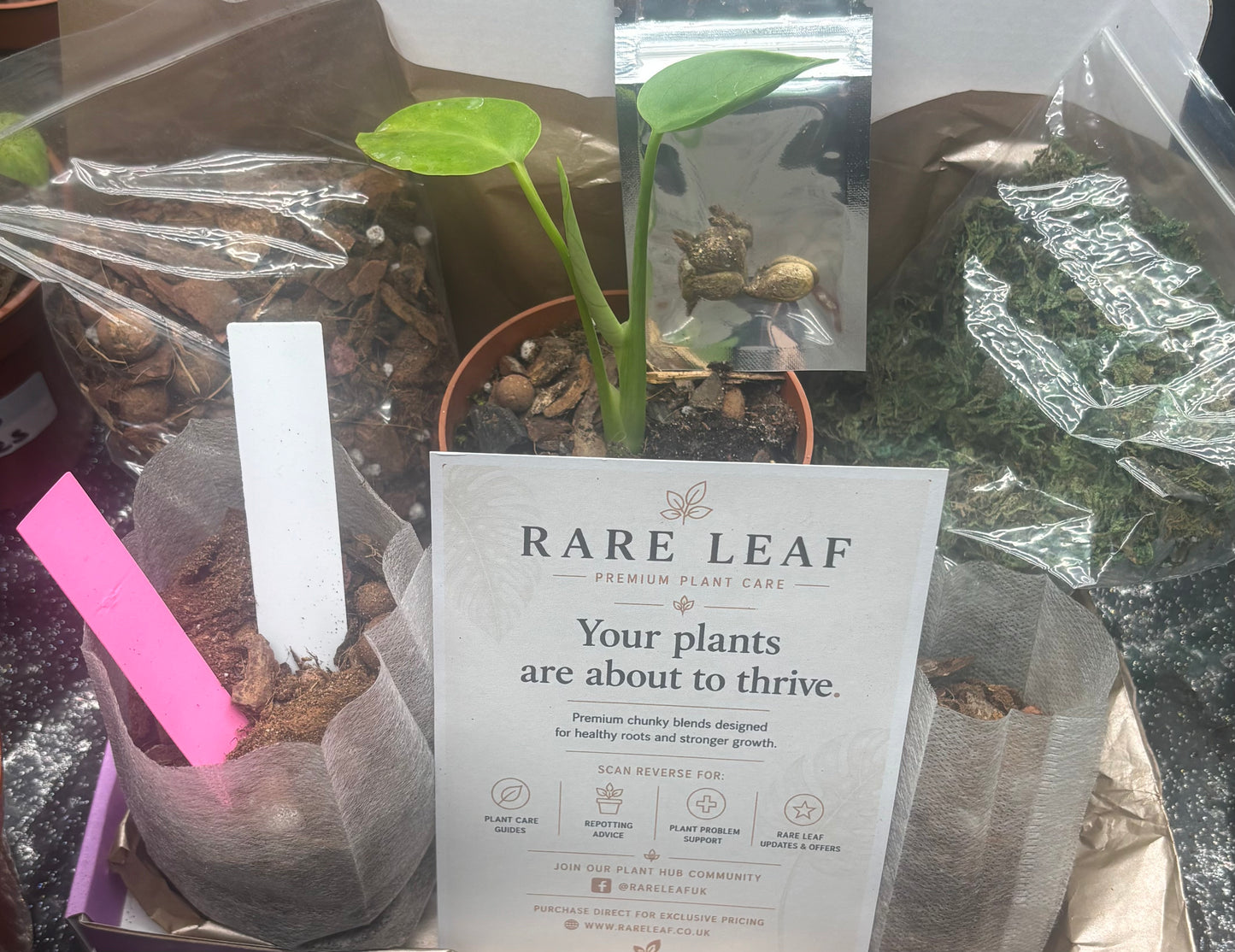 Grow Your Own Monstera Kit 🌿